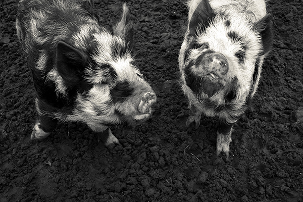 Our pigs 